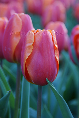 Tulipa Christmas Orange