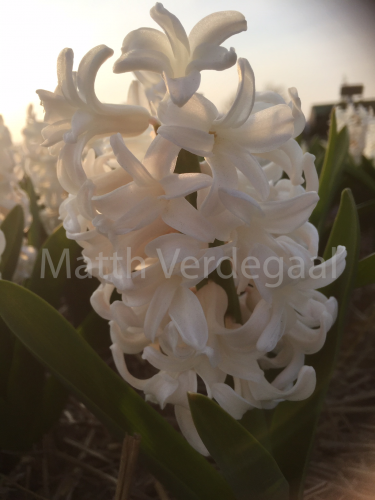 Hyacinthus Antarctica